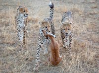 174 - HUNTERS - RANASINGHE ISURU - sri lanka